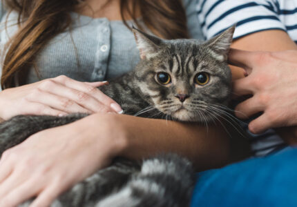 Felinoterapia (leczenie kotem). Na czym polega_