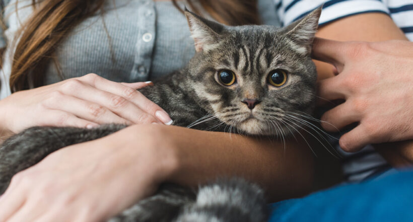 Felinoterapia (leczenie kotem). Na czym polega_