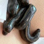 Zdjecie 2. Pijawki zastosowane do leczenia rwy kulszowejaa - LeczNaturalnie.pl